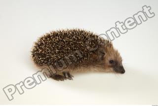 Hedgehog - Erinaceus europaeus  0033